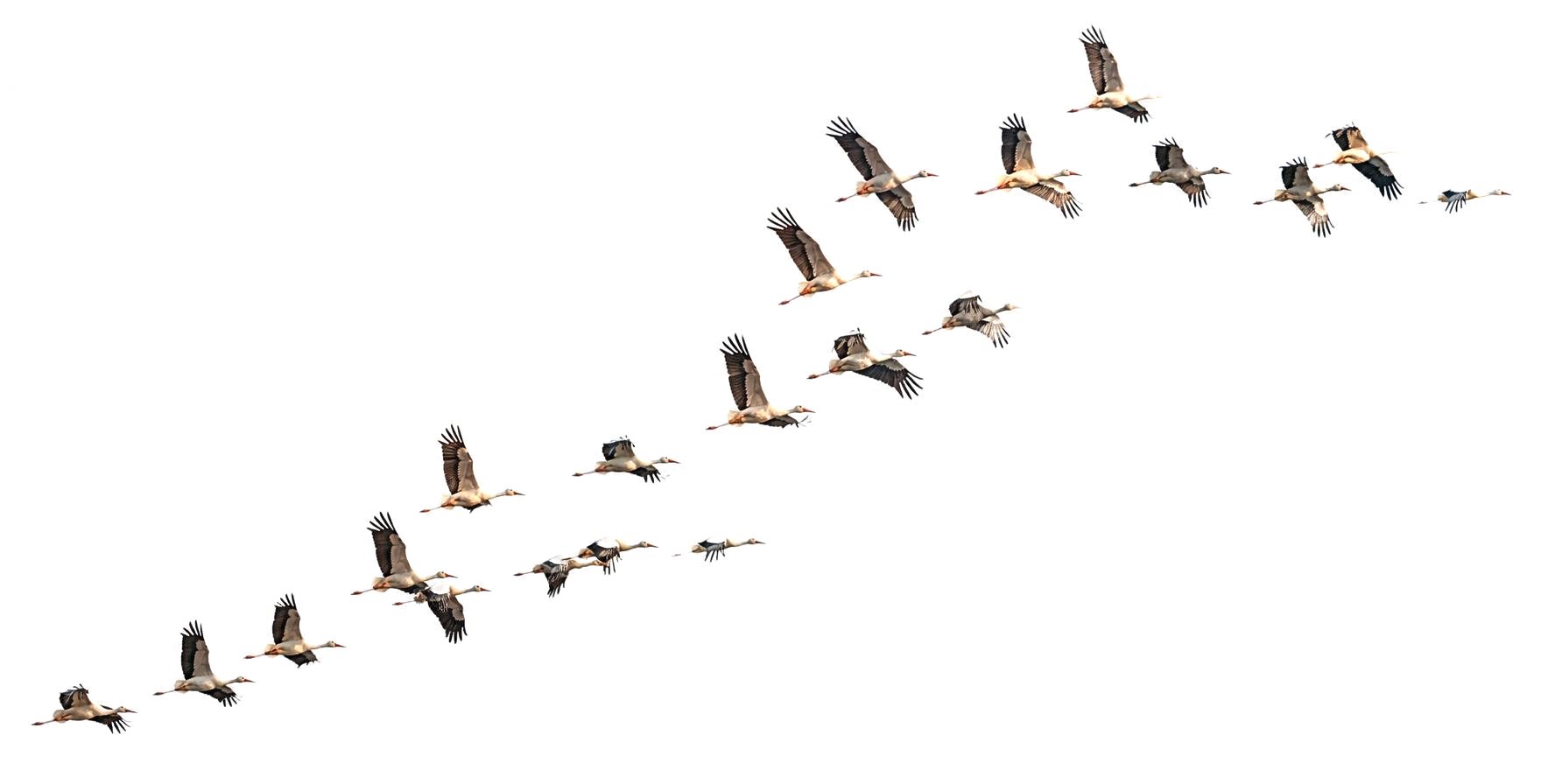 Une volée d'oiseaux migrateurs traverse le ciel en formation, dans une lumière de fin de journée.