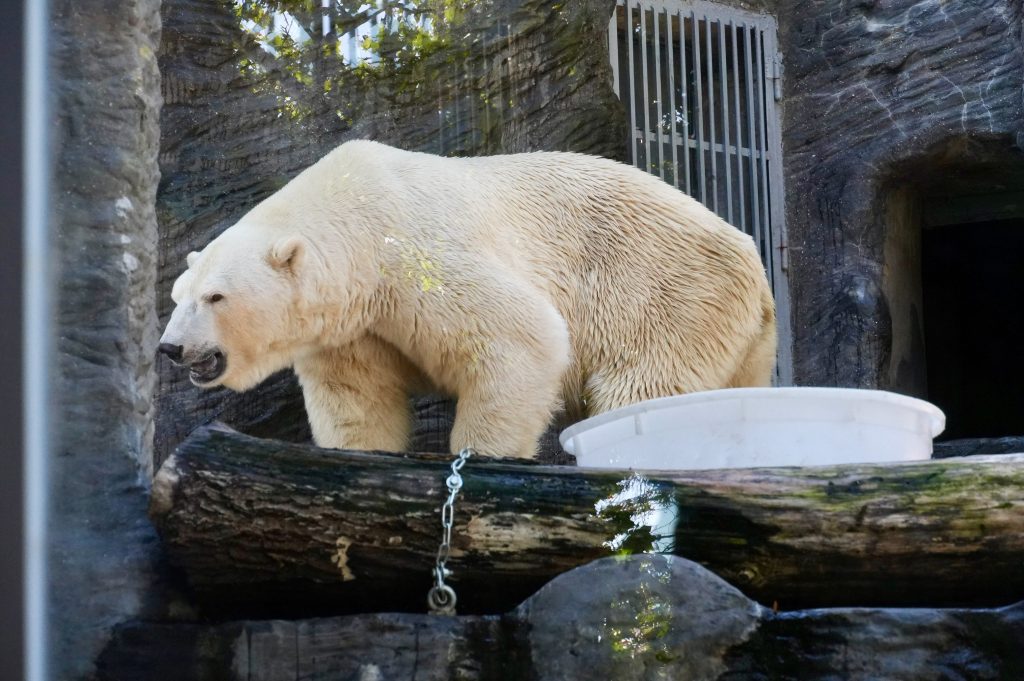 Le rêve de Emma : Découvrir le Zoo de La Flèche